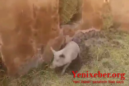 İLK DƏFƏ! Qubadlı rayonunun Məmər kəndi: