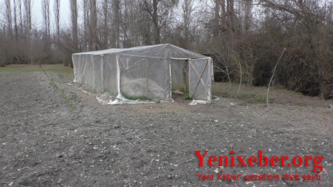 Balakəndə narkotik tərkibli bitkilərin kultivasiyası aşkarlanıb-