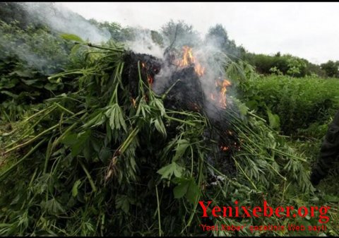 Neftçalada yabanı halda bitən -