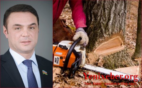 Deputat Eldəniz Səlimovun atasına məxsus ərazidə meşə zolağı məhv edilir -