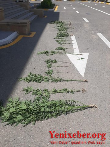 Hacıqabulda  -