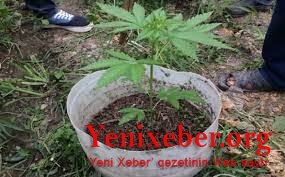 Kəndin otlaq sahəsində çətənə bitkiləri yetişdirən şəxs saxlanıldı