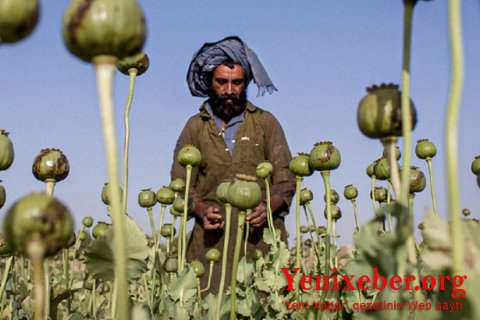 “Taliblər” öz “damarlarını” doğrayacaqlar? – 