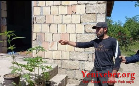 Şabranda narkotik bitkilərin kultivasiyası və satışı ilə məşğul olan şəxs saxlanılıb